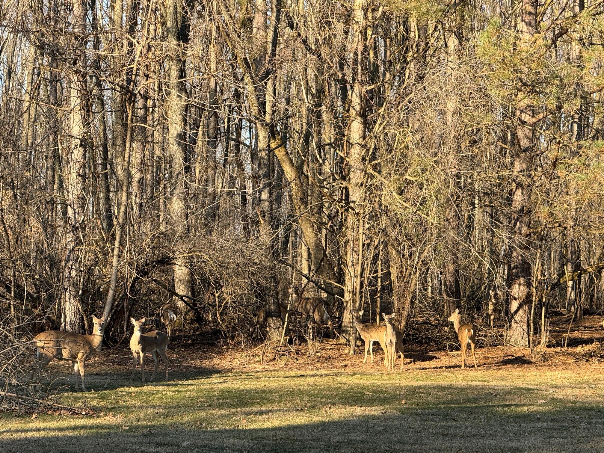 11240 Trinkle Road Dexter, MI 48130 - Photo 6 of 52 wildlife