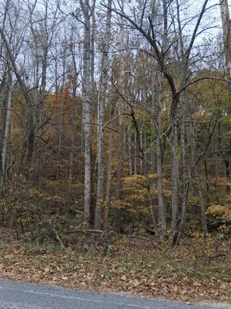 a view of a yard with large trees