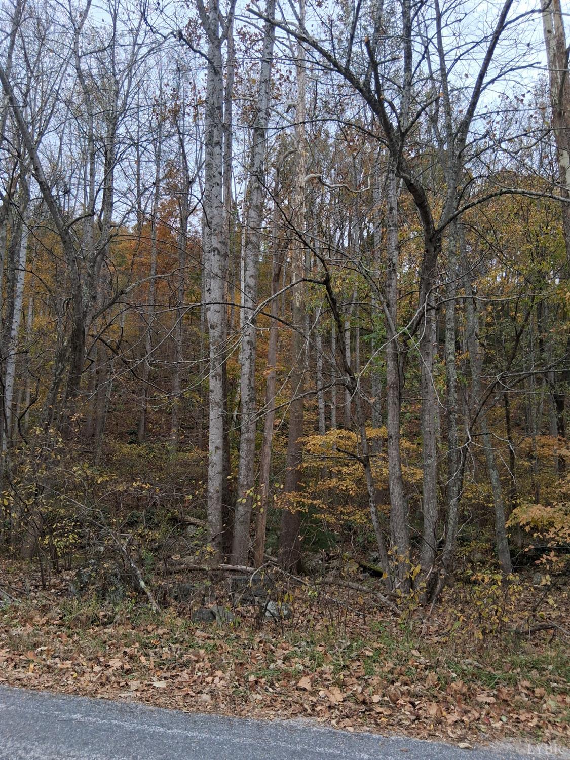 a view of a yard with large trees