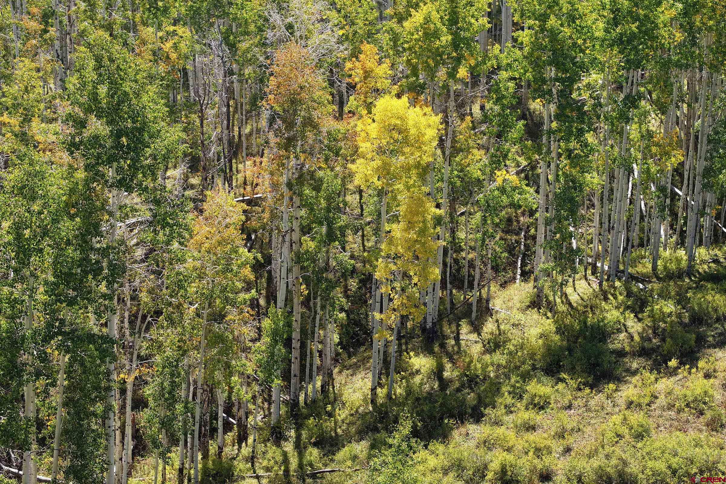 Tbd Divide Road Whitewater, CO 81527 - Photo 11 of 43