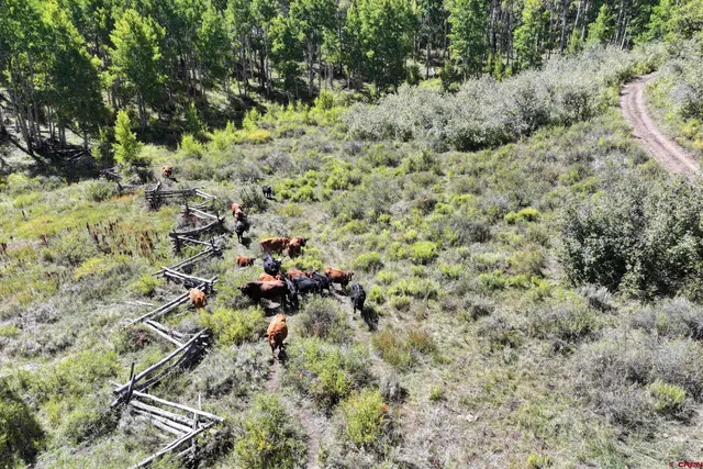 a view of a forest with a tree