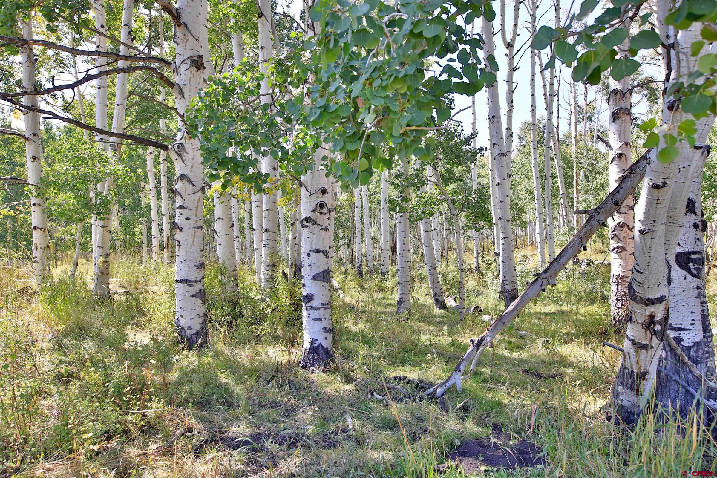Tbd Divide Road Whitewater, CO 81527 - Photo 23 of 43 a backyard of a building with lots of trees