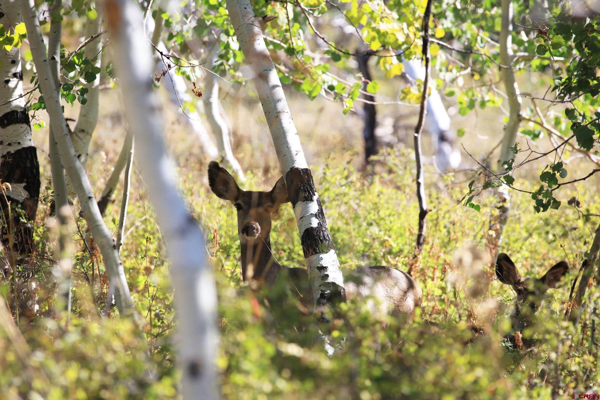Tbd Divide Road Whitewater, CO 81527 - Photo 24 of 43 a picture of a tree