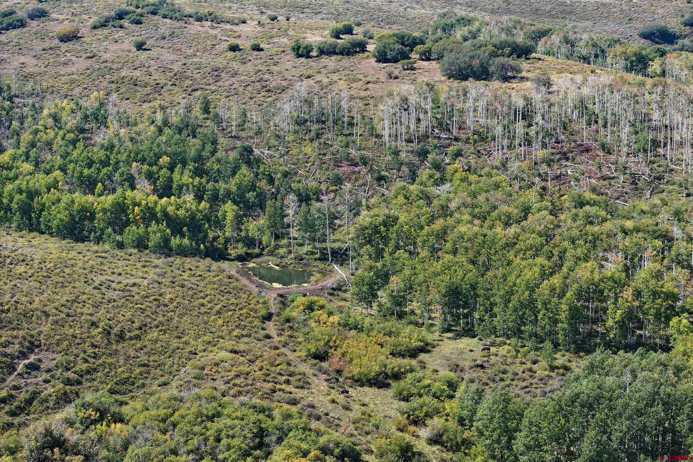 Tbd Divide Road Whitewater, CO 81527 - Photo 31 of 43 a view of a yard with a tree