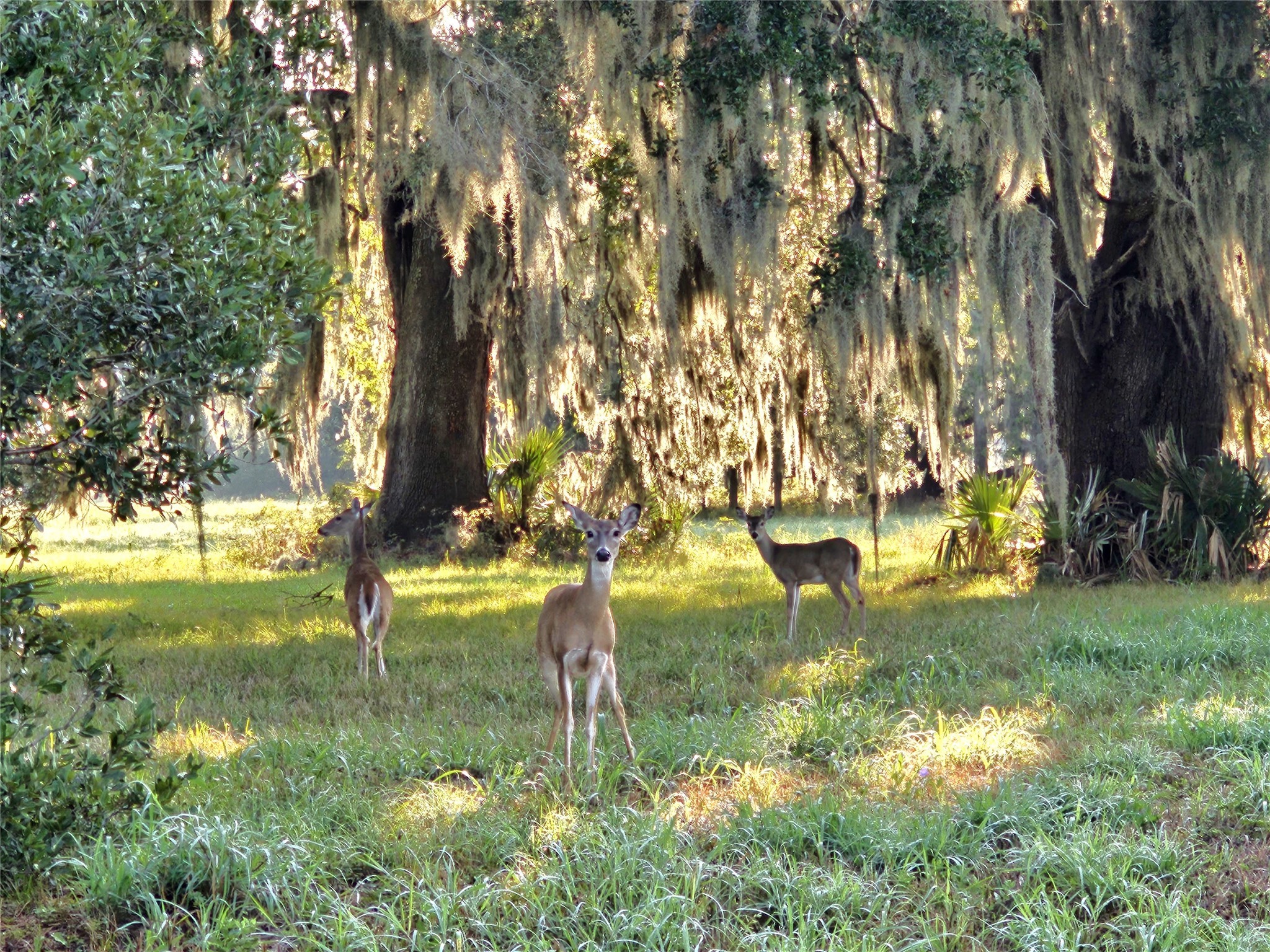 Lot 16 Wrangler Bend Angleton, TX 77515 - Photo 3 of 20
