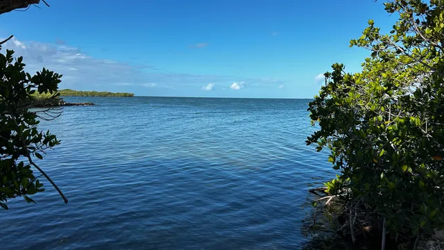 a body of water with a tree in the background