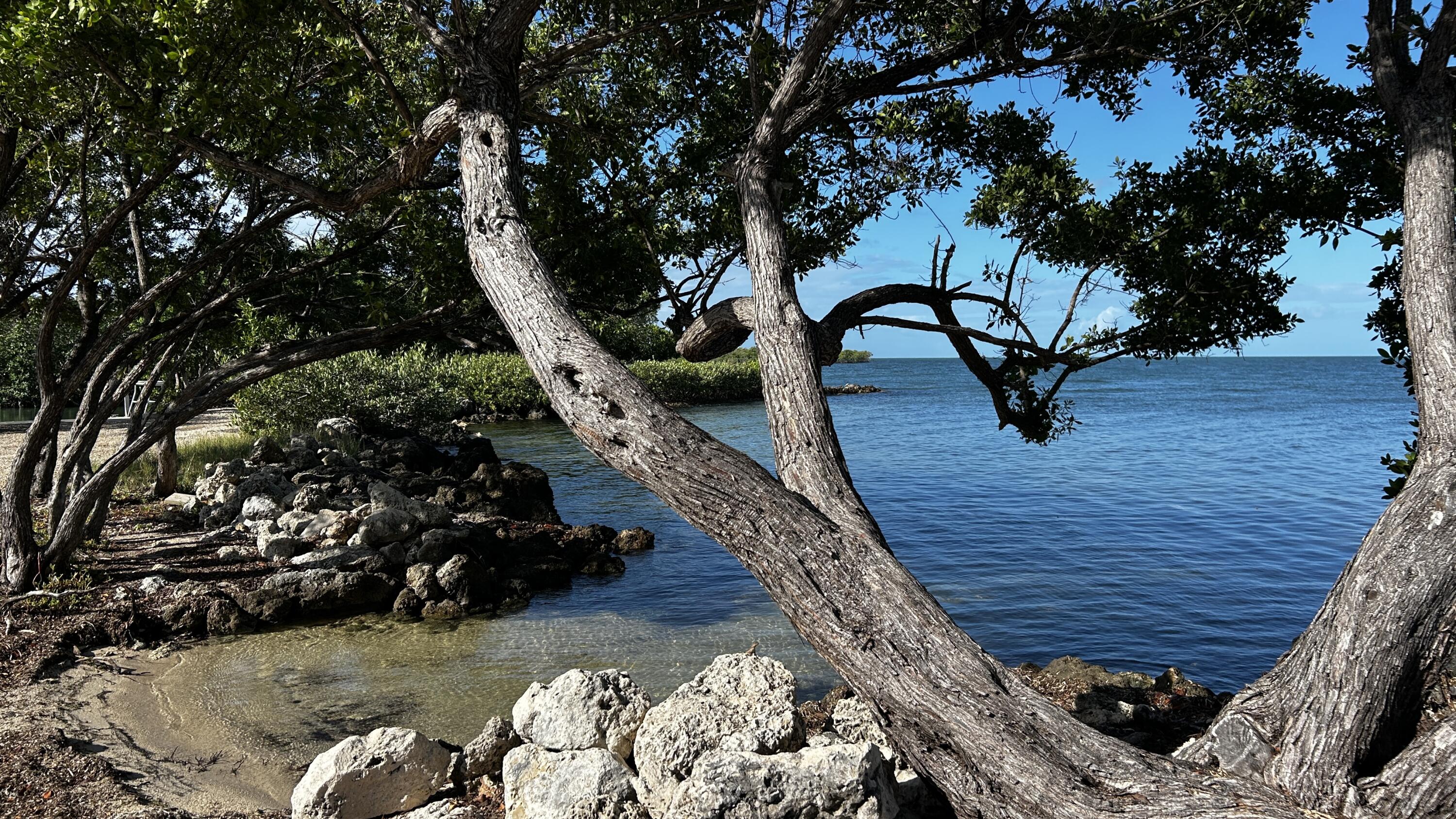 124 South Bay Harbor Drive Key Largo, FL 33037 - Photo 39 of 43 a picture of trees