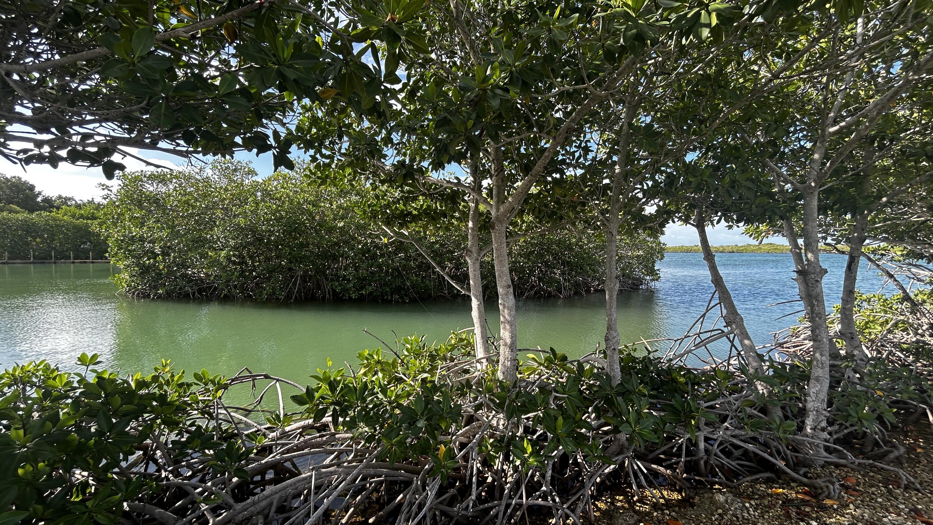 124 South Bay Harbor Drive Key Largo, FL 33037 - Photo 40 of 43 a view of lake with green space