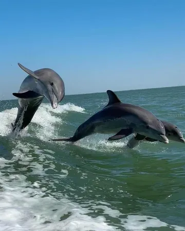 $875,000 | Undisclosed Address, Placida, FL 33946