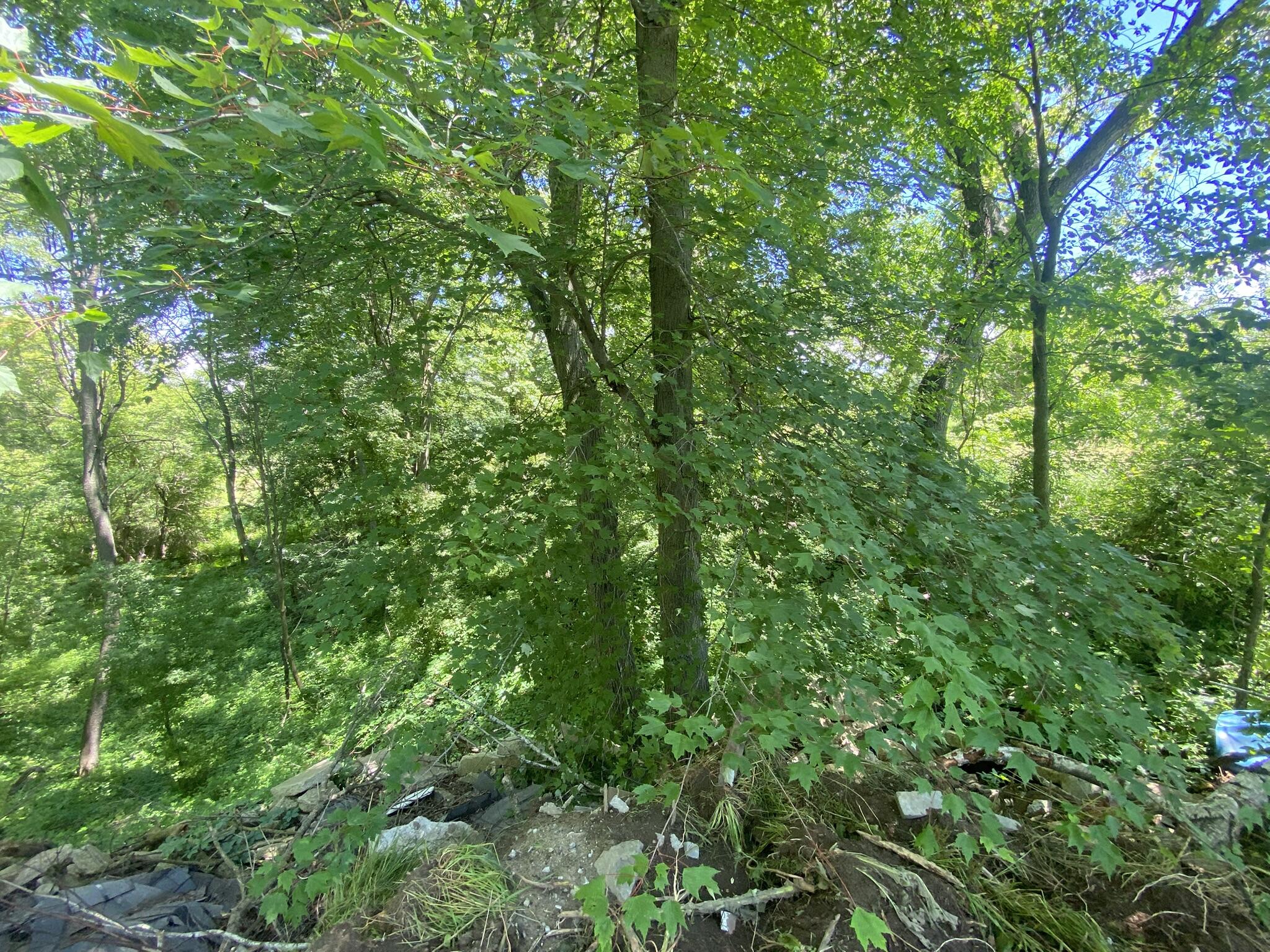 Cassidy Road Bellevue, MI 49021 - Photo 6 of 13 IMG_9369
