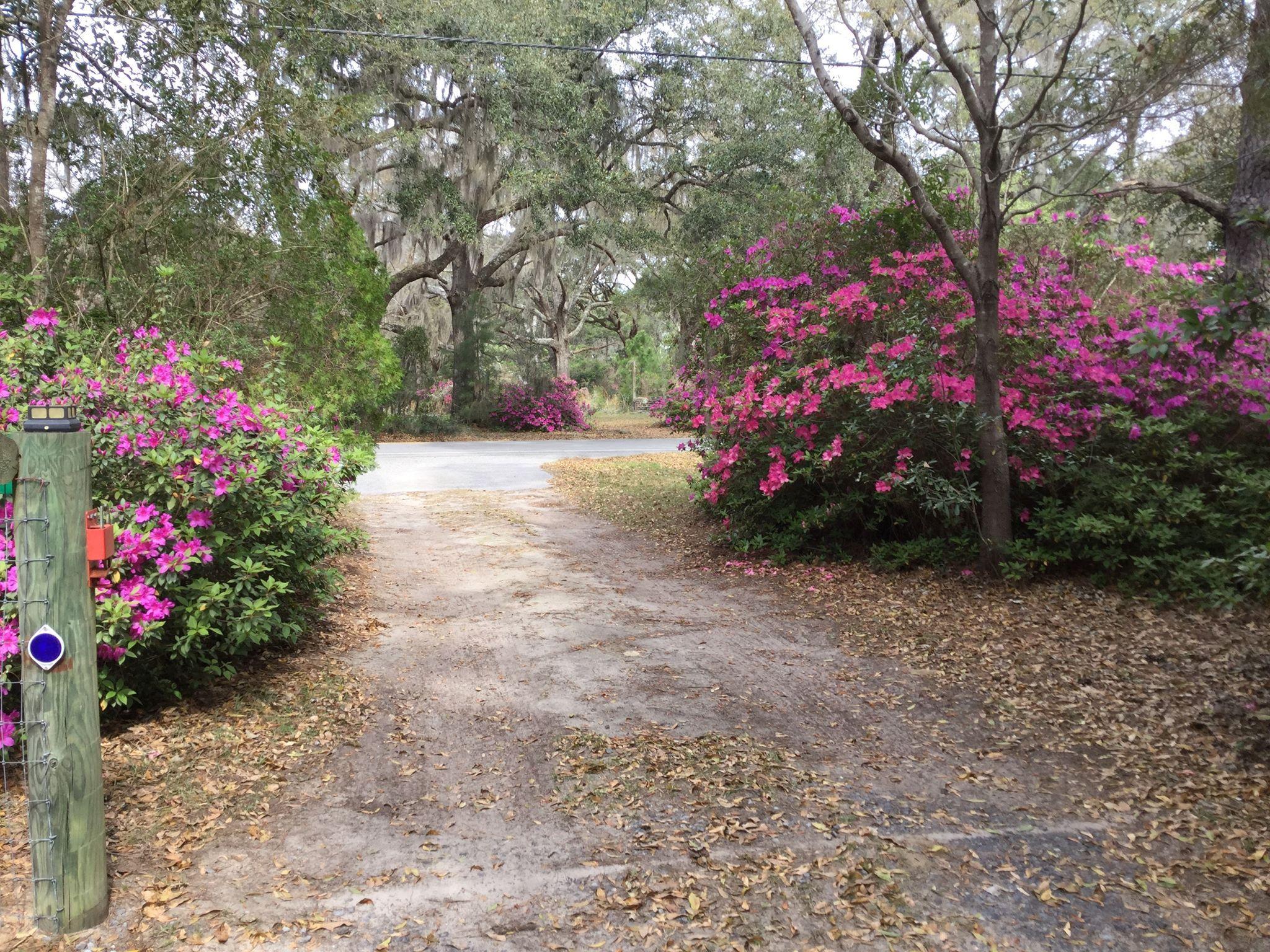 6607 Bears Bluff Road Wadmalaw Island, SC 29487 - Photo 2 of 56 bbyardfront