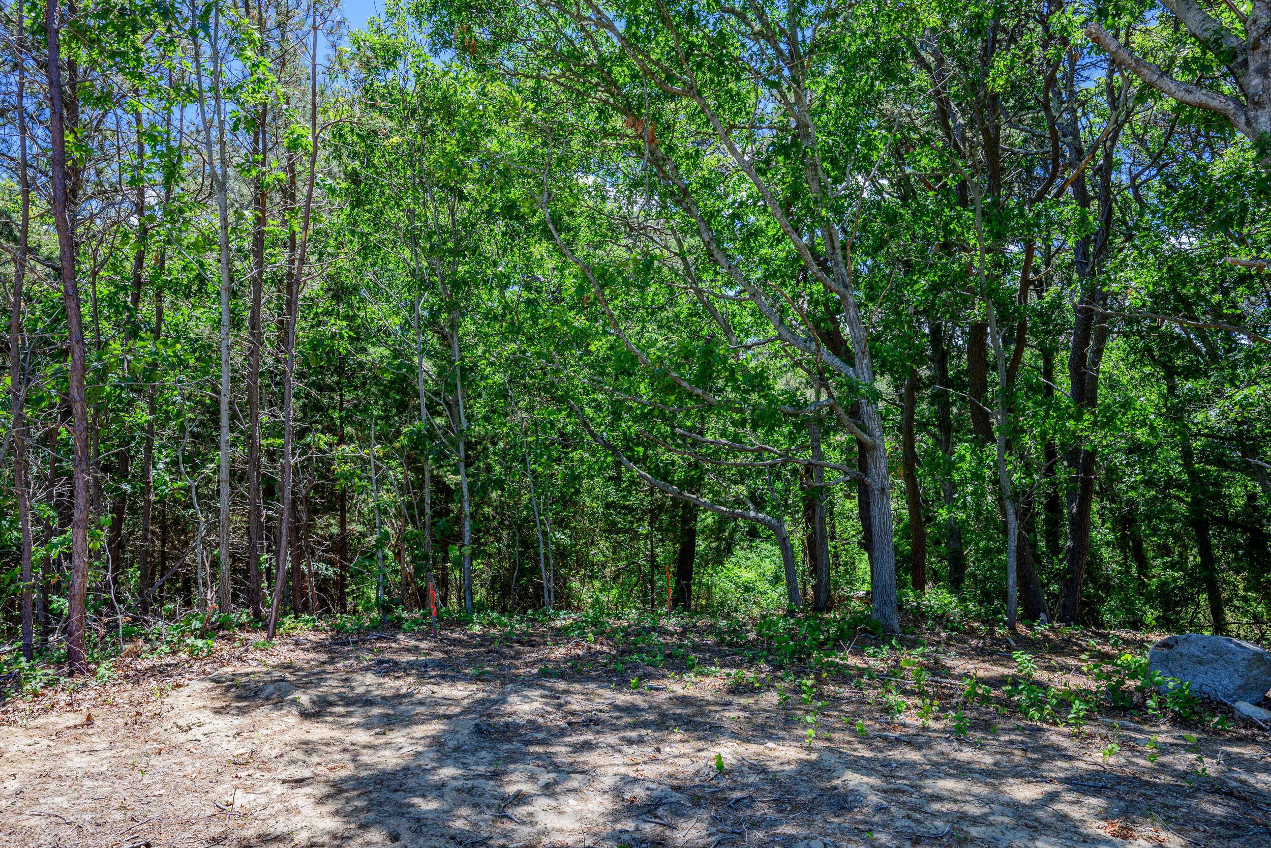 0 Ridgewood Drive Brewster, MA 02631 - Photo 28 of 42 a view of a forest