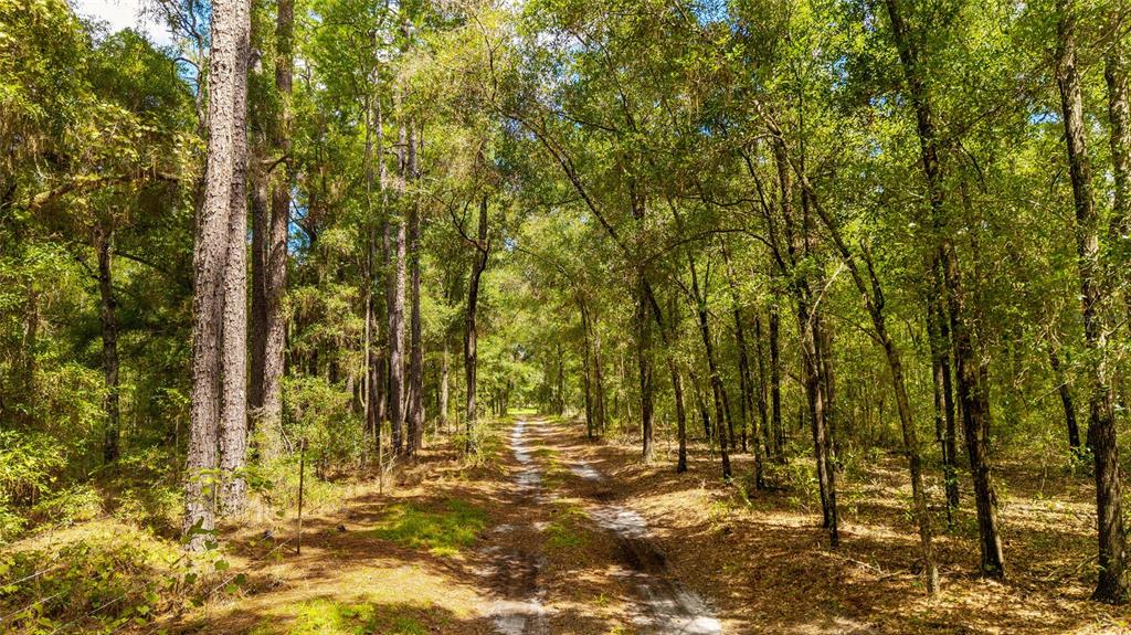 Tbd Southeast 35 Street Morriston, FL 32668 - Photo 15 of 19 a view of yard