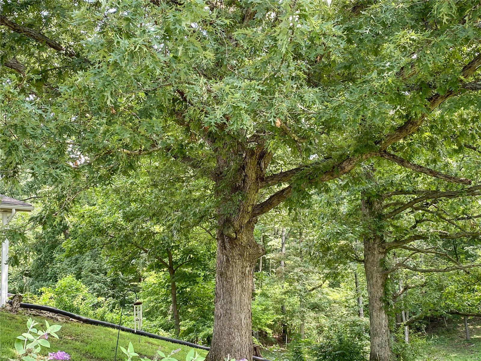 2641 Highway 156 Waterloo, IL 62298 - Photo 7 of 31