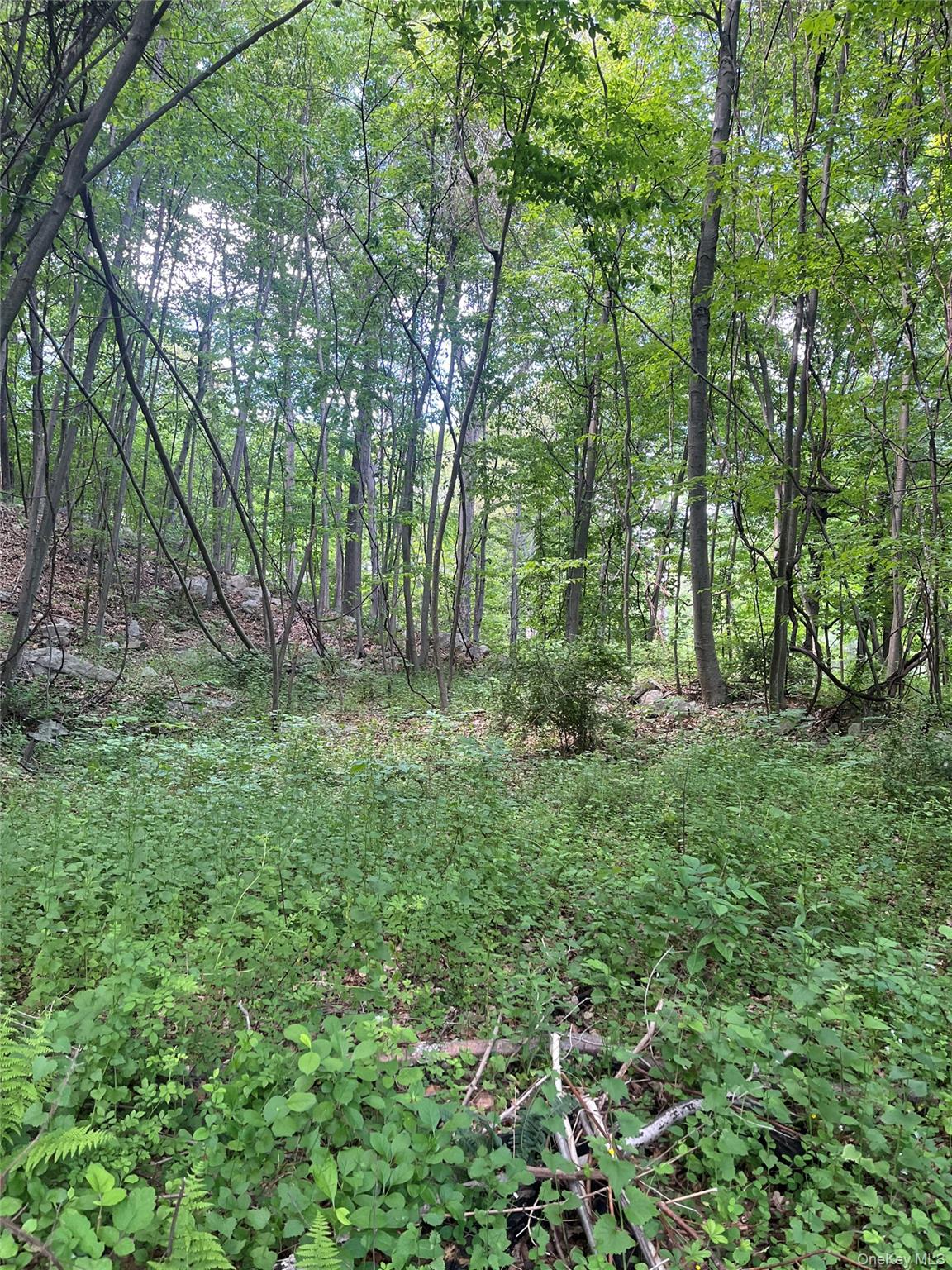 Old Church Road Putnam Valley, NY 10579 - Photo 16 of 26 a big yard with lots of green space and deers
