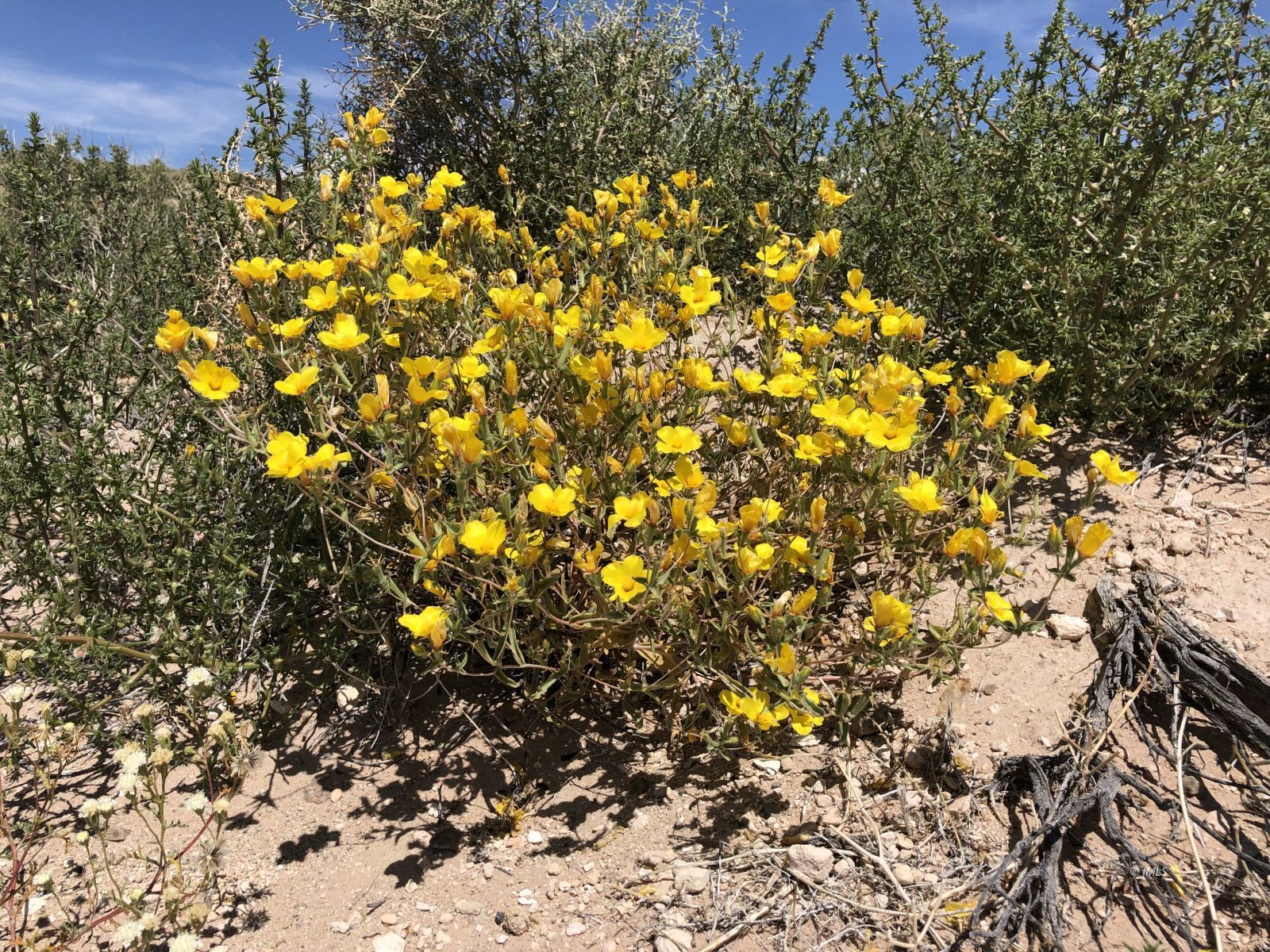 0 Pumice Mill Road Bishop, CA 93514 - Photo 15 of 35 Untitled