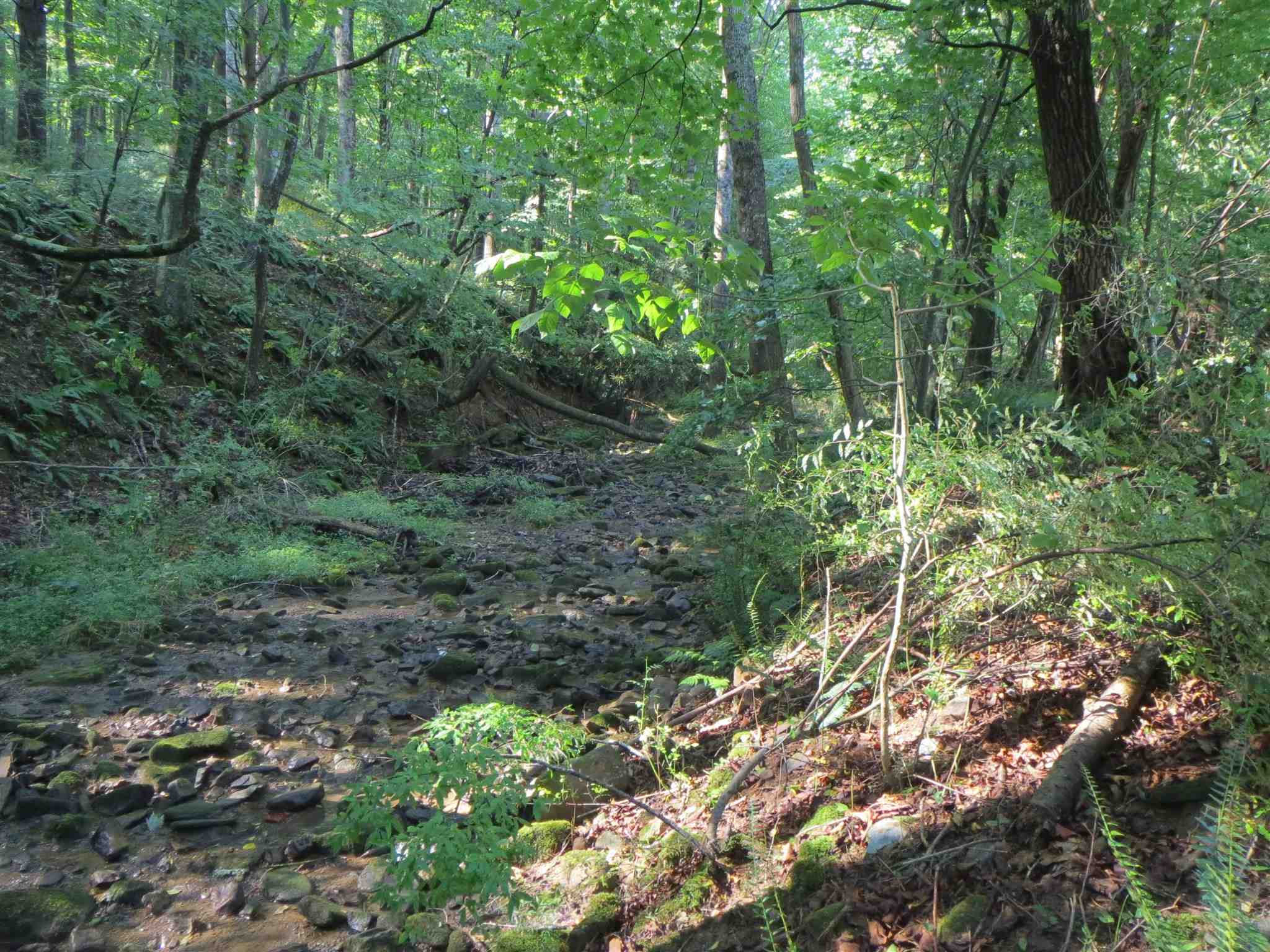 2600 Middle Cove Run Road Mathias, WV 26812 - Photo 22 of 38 a view of a forest with lots of trees