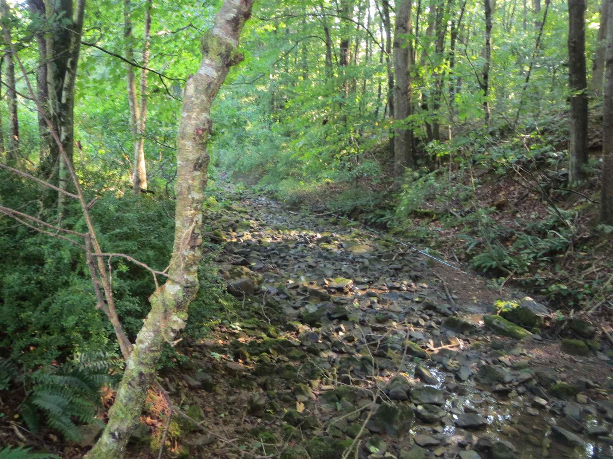 2600 Middle Cove Run Road Mathias, WV 26812 - Photo 23 of 38 a view of a forest with trees