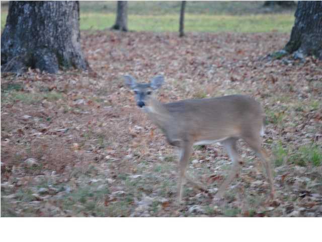 45 Wood Station Road Rock Spring, GA 30739 - Photo 15 of 15 Additional Photo