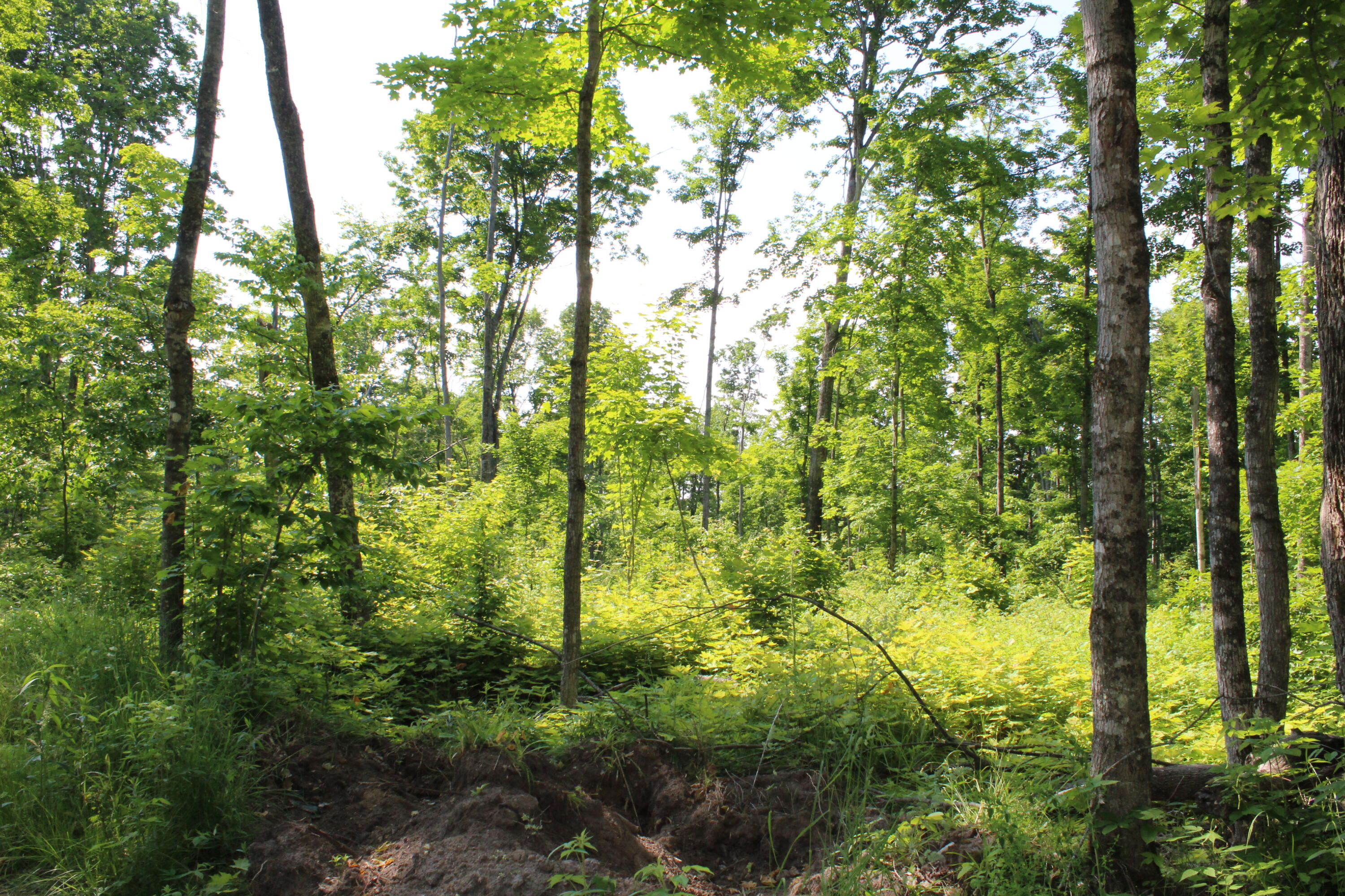 0 McGahn Road Germfask, MI 49836 - Photo 20 of 22 IMG_2439