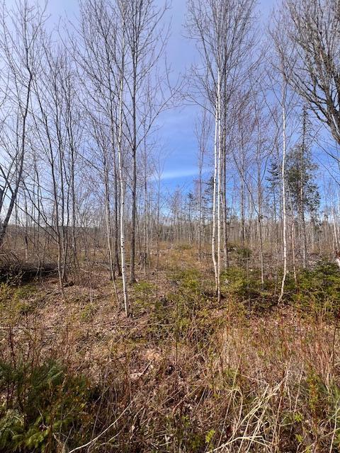 M8 P/o 1 Drews Mill Road Houlton, ME 04730 - Photo 2 of 7 IMG_0541