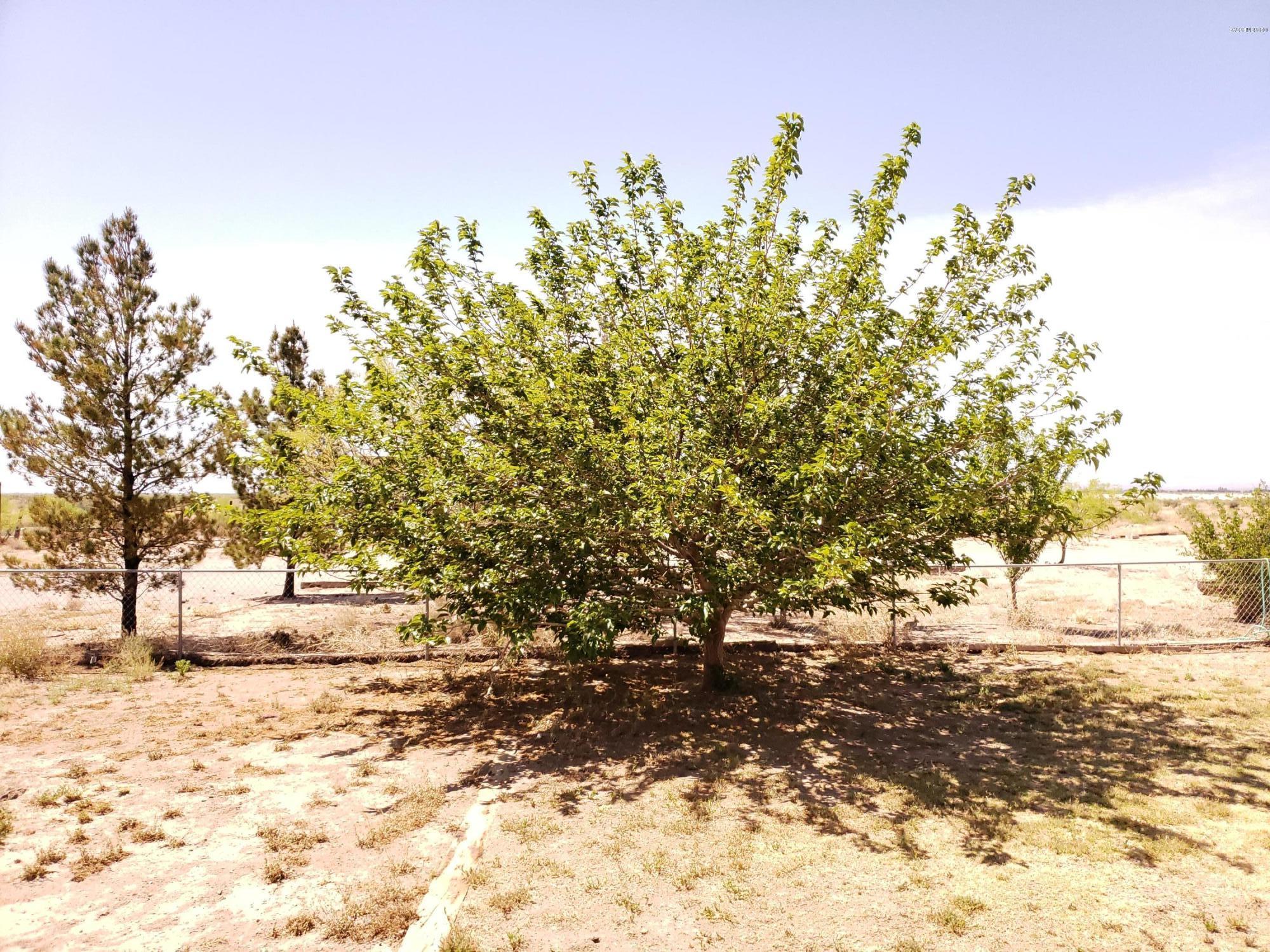 887 West Saguaro Road Willcox, AZ 85643 - Photo 20 of 32