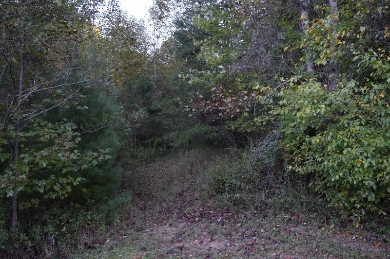 440 Horse Ridge Road Northwest Willis, VA 24380 - Photo 20 of 62 a view of a forest with lots of trees