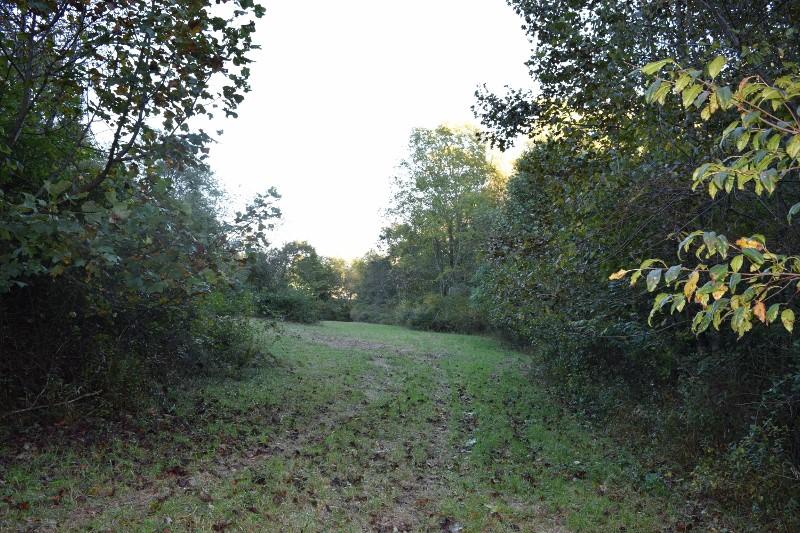 440 Horse Ridge Road Northwest Willis, VA 24380 - Photo 21 of 62 a view of a lush green forest