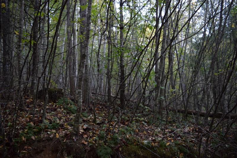 440 Horse Ridge Road Northwest Willis, VA 24380 - Photo 22 of 62 DSC_0154 (800x533)