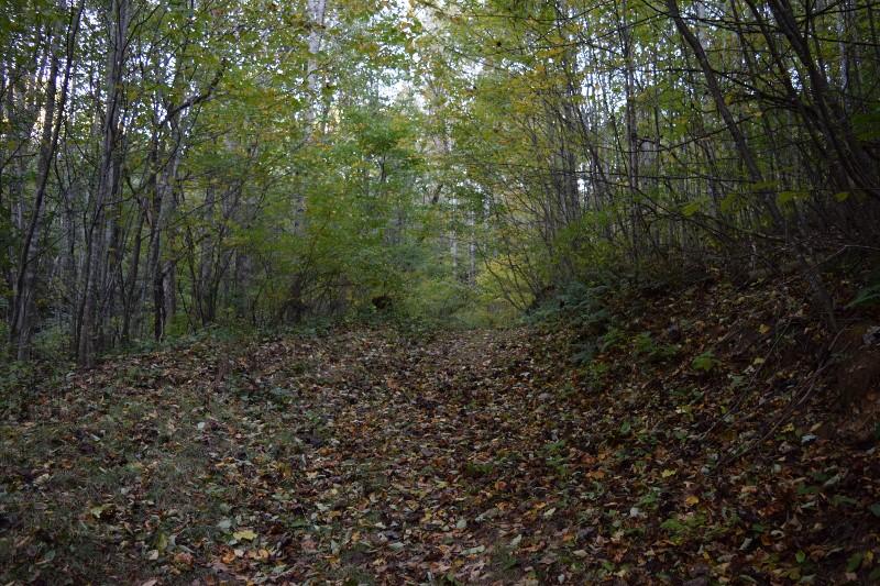 440 Horse Ridge Road Northwest Willis, VA 24380 - Photo 23 of 62 a view of a forest with trees in the background