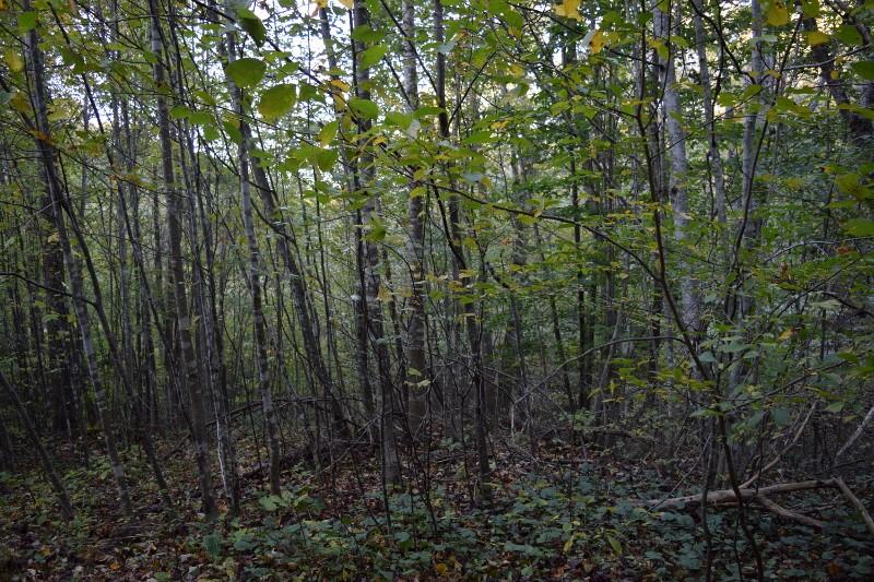 440 Horse Ridge Road Northwest Willis, VA 24380 - Photo 24 of 62 DSC_0156 (800x533)
