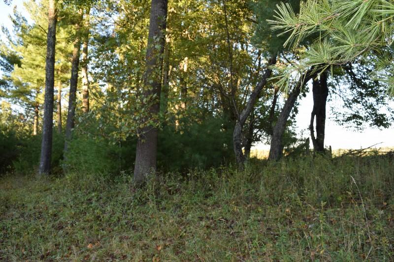 440 Horse Ridge Road Northwest Willis, VA 24380 - Photo 31 of 62 a view of a lush green forest