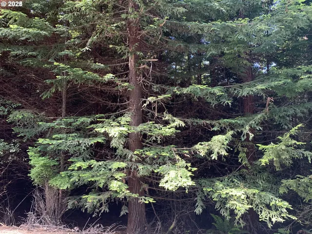 a bunch of flowers with lots of plants and trees