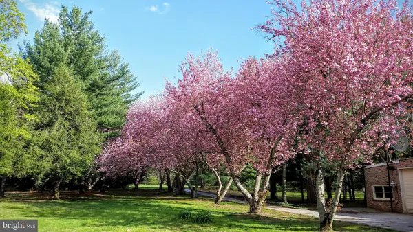 a park view with large trees