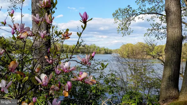a view of a flower in a garden