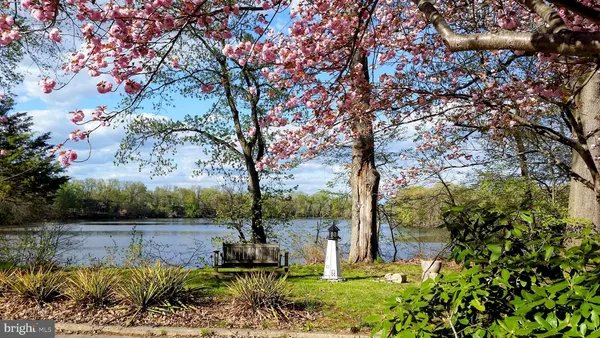 a view of a lake with a tree