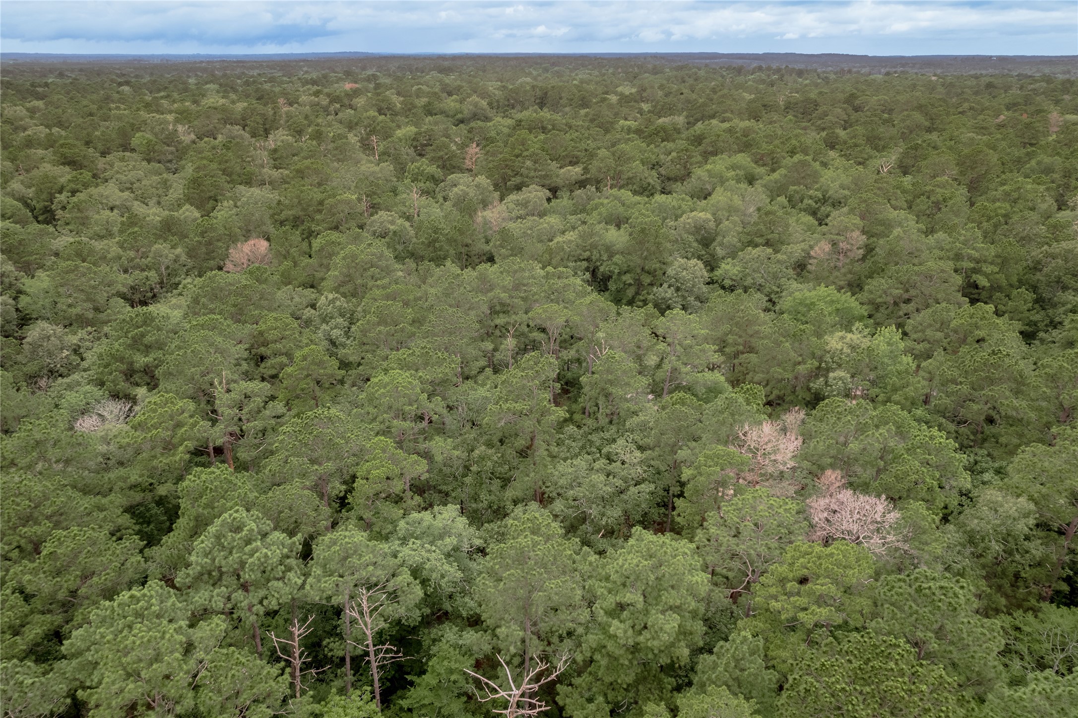 Lot 9 Rohm Place Point Blank, TX 77364 - Photo 13 of 26