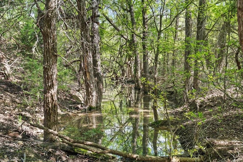 Tbd 252-acres Tbd 252-acres Dan Morgan Road China Spring, TX 76633 - Photo 17 of 36 a close up of a tree
