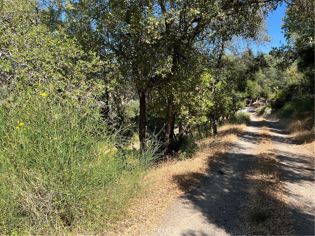 10009 Point Lakeview Road Kelseyville, CA 95451 - Photo 10 of 10 a view of a forest with trees