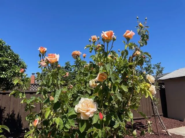 $1,188,000 | 1157 Morely Court, San Jose, CA 95122