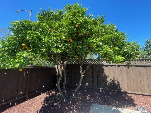 $1,188,000 | 1157 Morely Court, San Jose, CA 95122