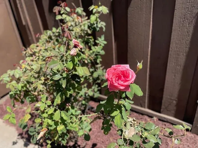 $1,188,000 | 1157 Morely Court, San Jose, CA 95122