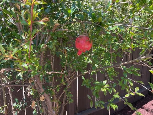 $1,188,000 | 1157 Morely Court, San Jose, CA 95122