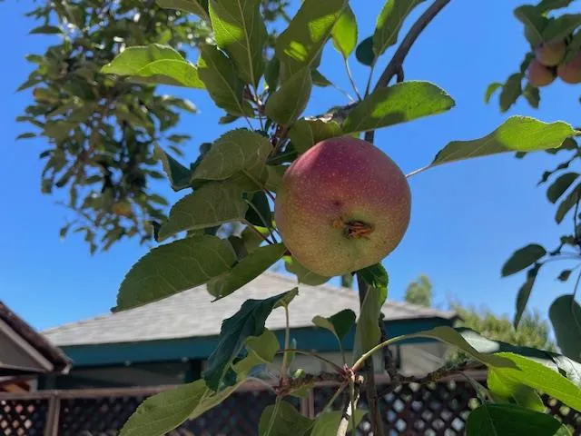 $1,188,000 | 1157 Morely Court, San Jose, CA 95122