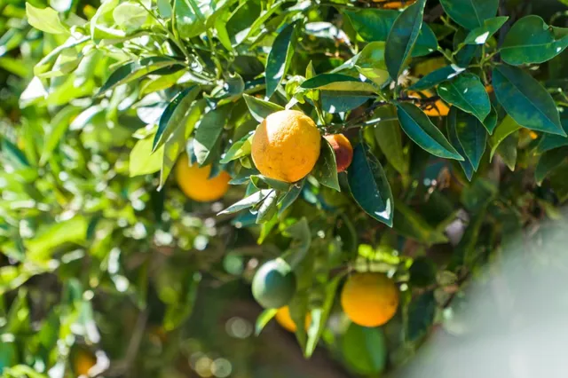 $1,188,000 | 1157 Morely Court, San Jose, CA 95122