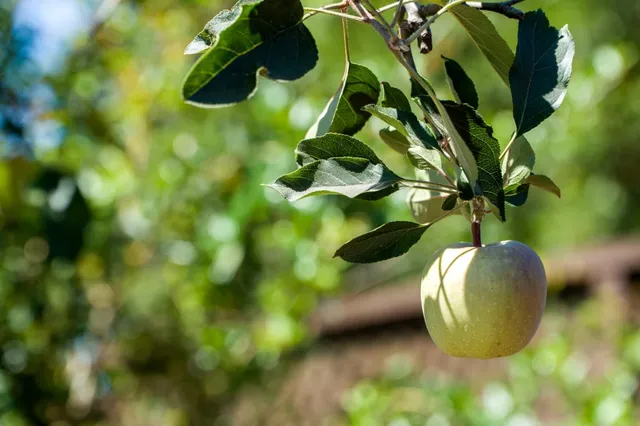 $1,188,000 | 1157 Morely Court, San Jose, CA 95122