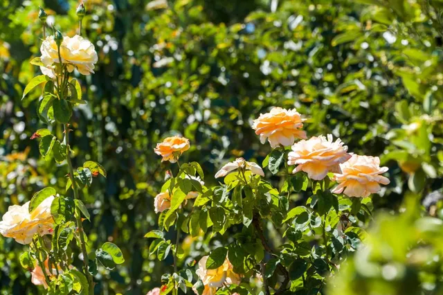 $1,188,000 | 1157 Morely Court, San Jose, CA 95122