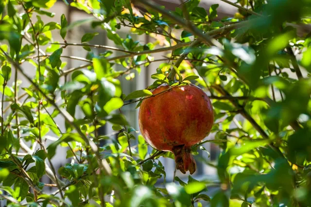 $1,188,000 | 1157 Morely Court, San Jose, CA 95122