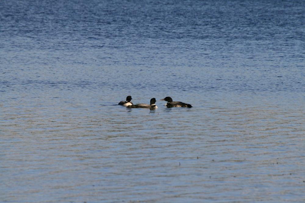 1864 Flowage Road Park Falls, WI 54552 - Photo 41 of 67 Gallery Image 41