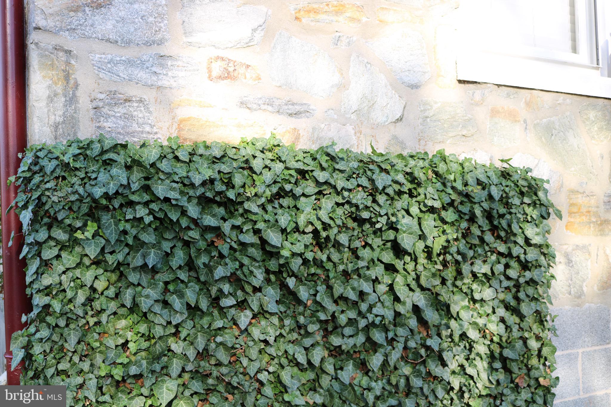 720 Centerville Road Lancaster, PA 17601 - Photo 21 of 22 Beautiful ivy along part of home